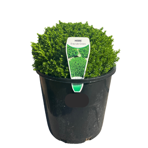 Hebe Emerald Green 20cm