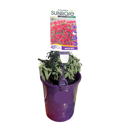 Helianthemum Beech Park Red 14cm