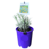 Helichrysum italicum 14cm