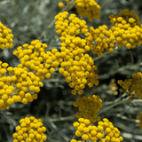 Helichrysum italicum 14cm