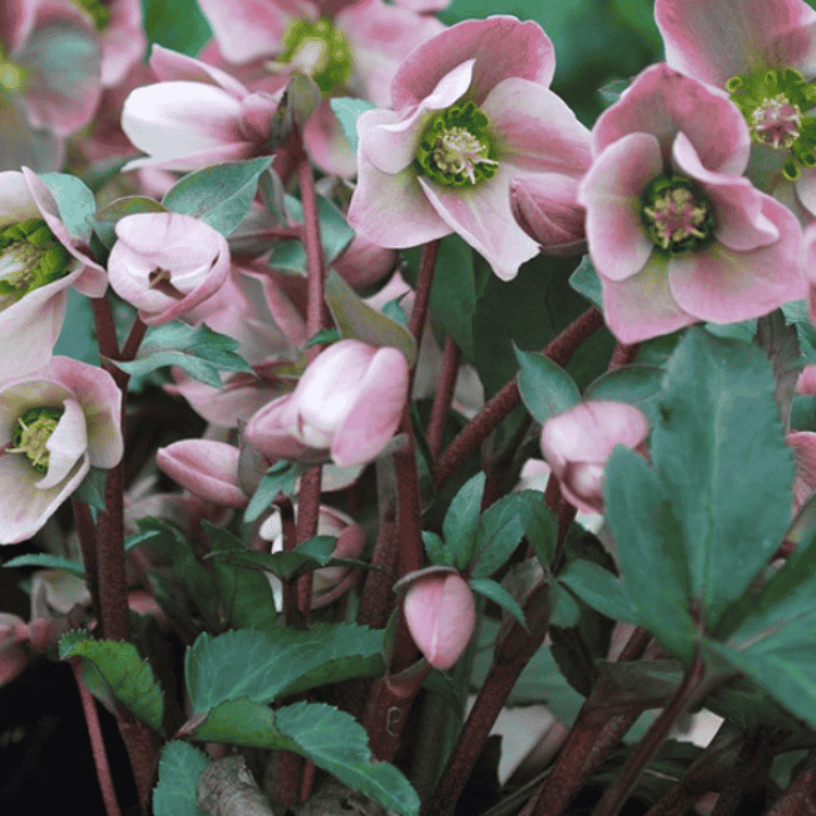 Helleborus 'Angel Glow' 17cm