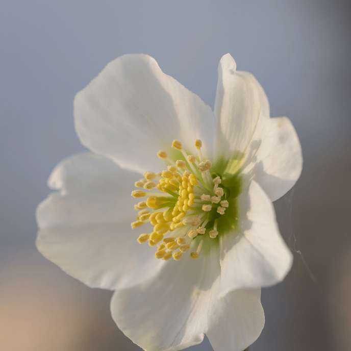 HELLEBORUS NIGER MARLON 18CM