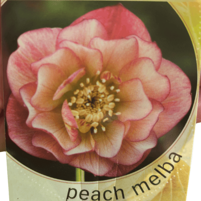 Helleborus 'Double Peach Melba' 14cm