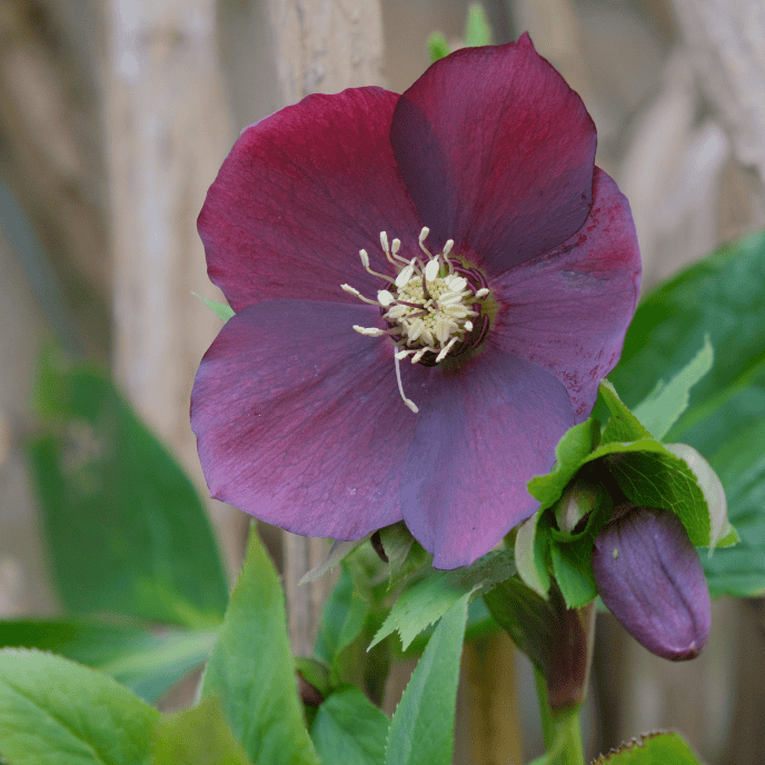 Helleborus 'Vibey Velvet' 18cm