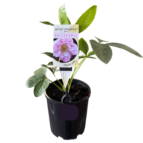Helleborus Double Pink 14cm