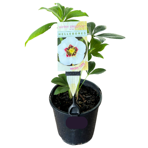 Helleborus Winter Ruby 14cm