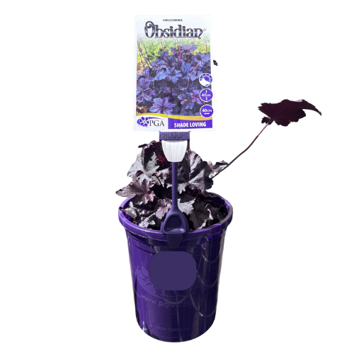 Heuchera Obsidian 14cm_