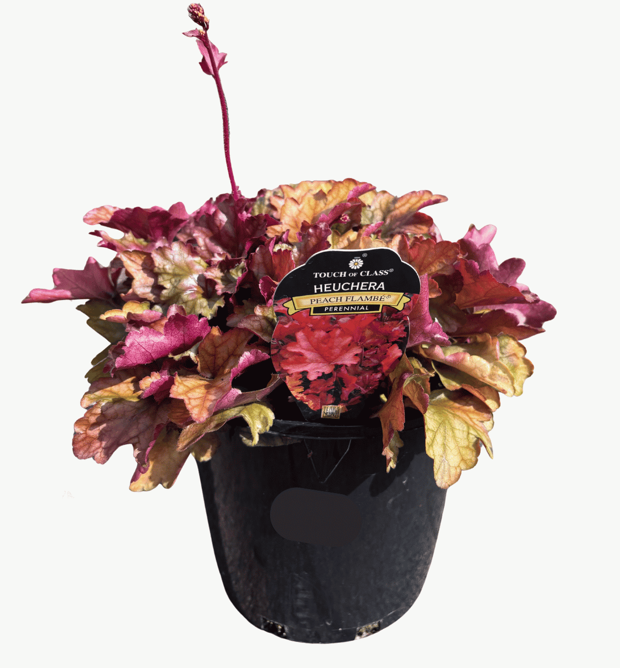 Heuchera Peach Flambe_ 20cm