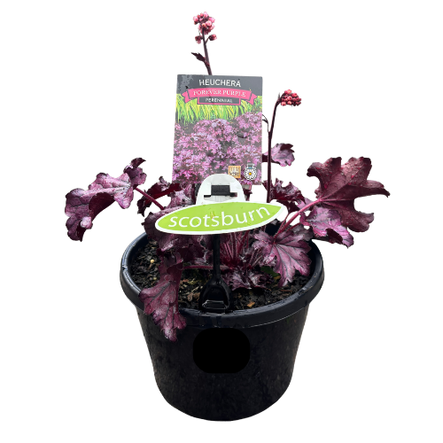 Heuchera Forever Purple 20cm