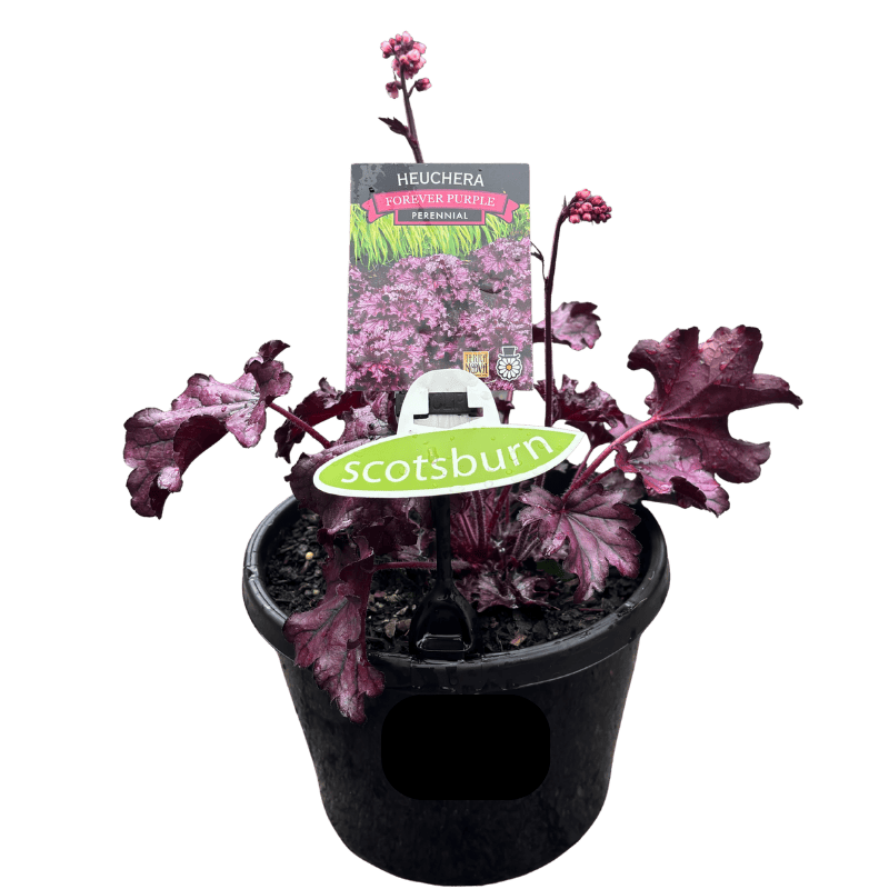 Heuchera Assorted 20cm
