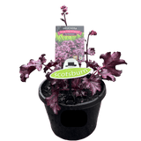 Heuchera Assorted 20cm