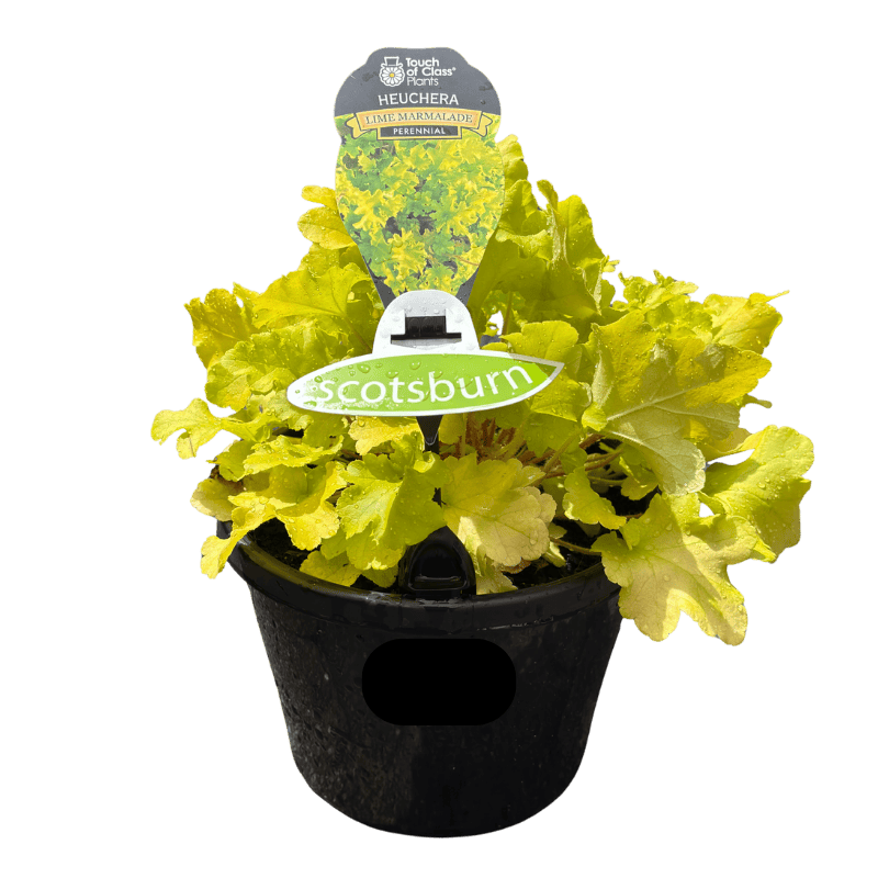 Heuchera Assorted 20cm