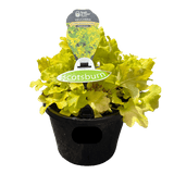 Heuchera Assorted 20cm