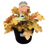 Heuchera Assorted 20cm