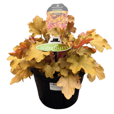 Heuchera Assorted 20cm