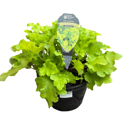 Heuchera Assorted 20cm