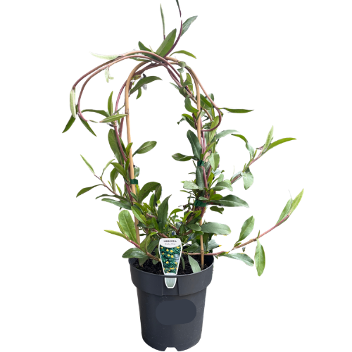 Hibbertia scandens 20cm