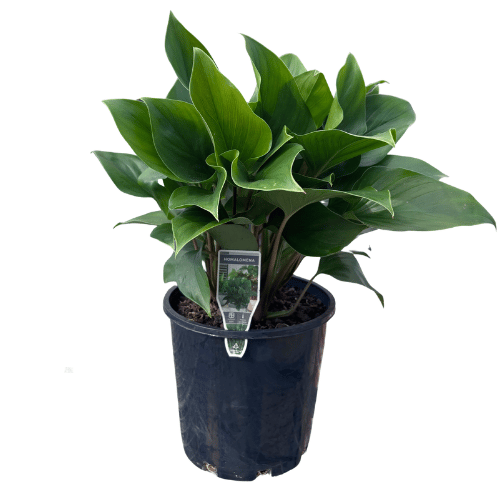 Homalomena Emerald Green 20cm