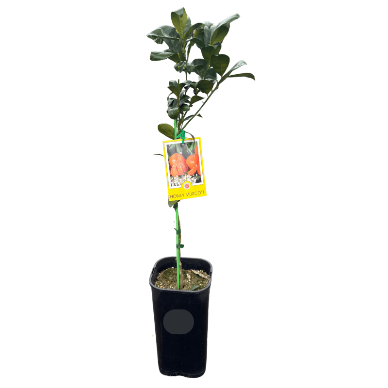 Mandarin Honey Murcott 17cm