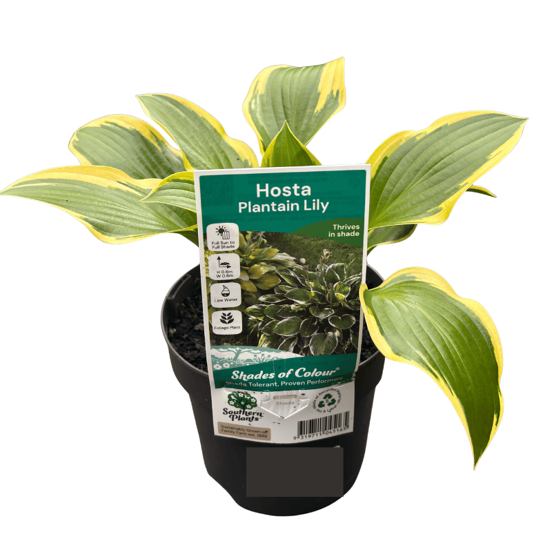 Hosta Assorted 14cm – Gardenworld