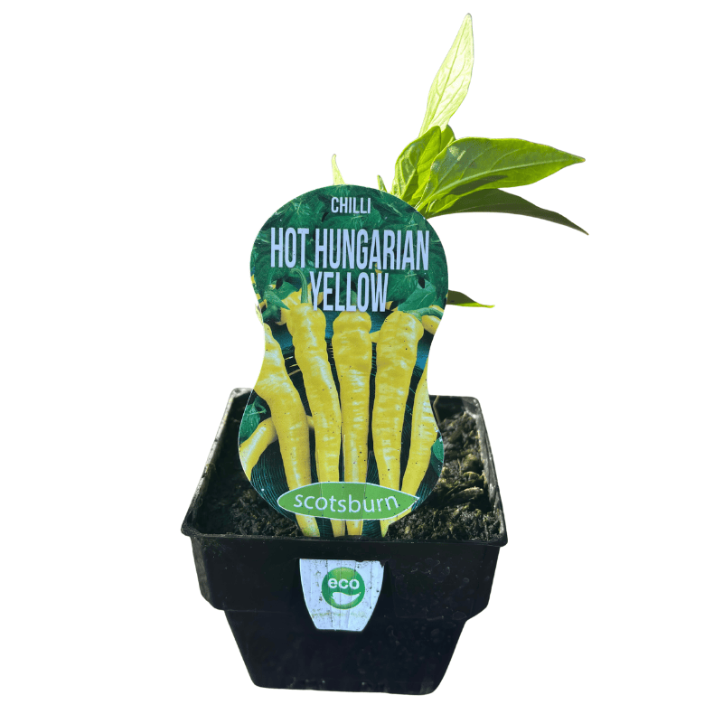 Chilli Hungarian Hot Wax 10cm