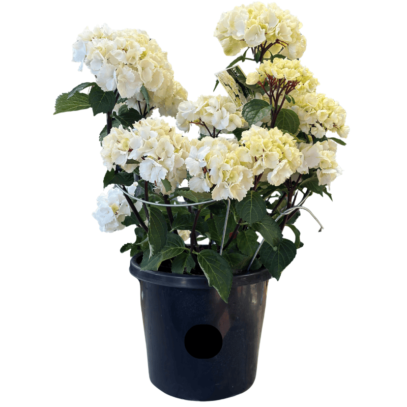 Hydrangea Ball Type White 30cm
