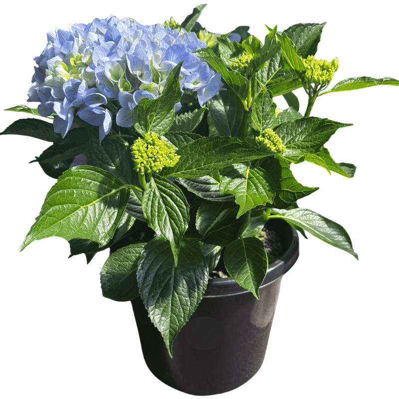 Hydrangea Ball Type Blue 30cm