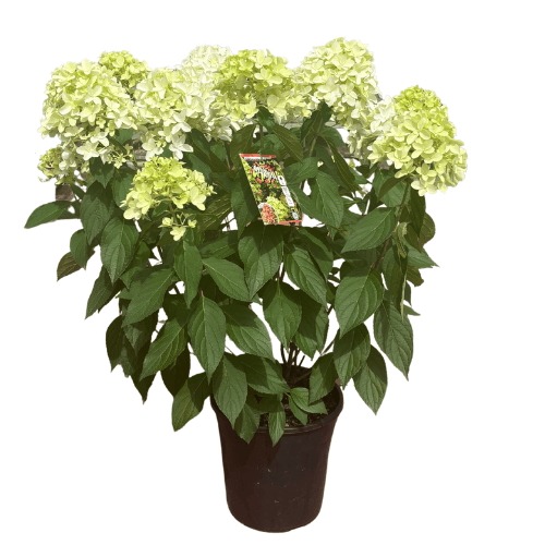 Hydrangea paniculata Graffiti 20cm