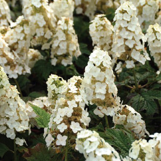 Hydrangea quercifolia Snow Queen 20cm