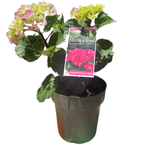 Hydrangea Storm Cloud 20cm