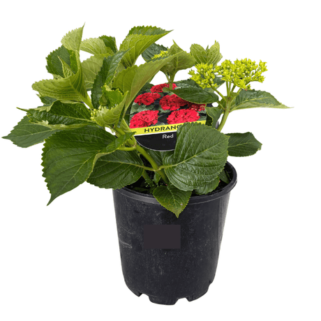 Hydrangea Assorted 18cm