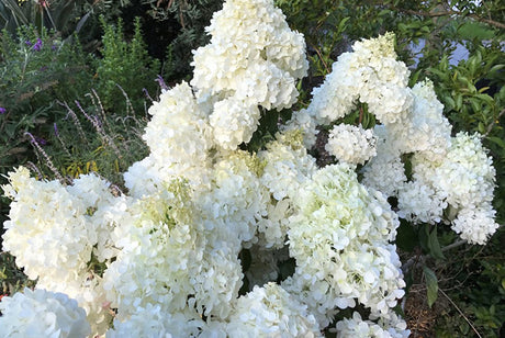 Hydrangea Candlelight 20cm