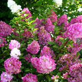 Hydrangea Sundae Fraise_20cm