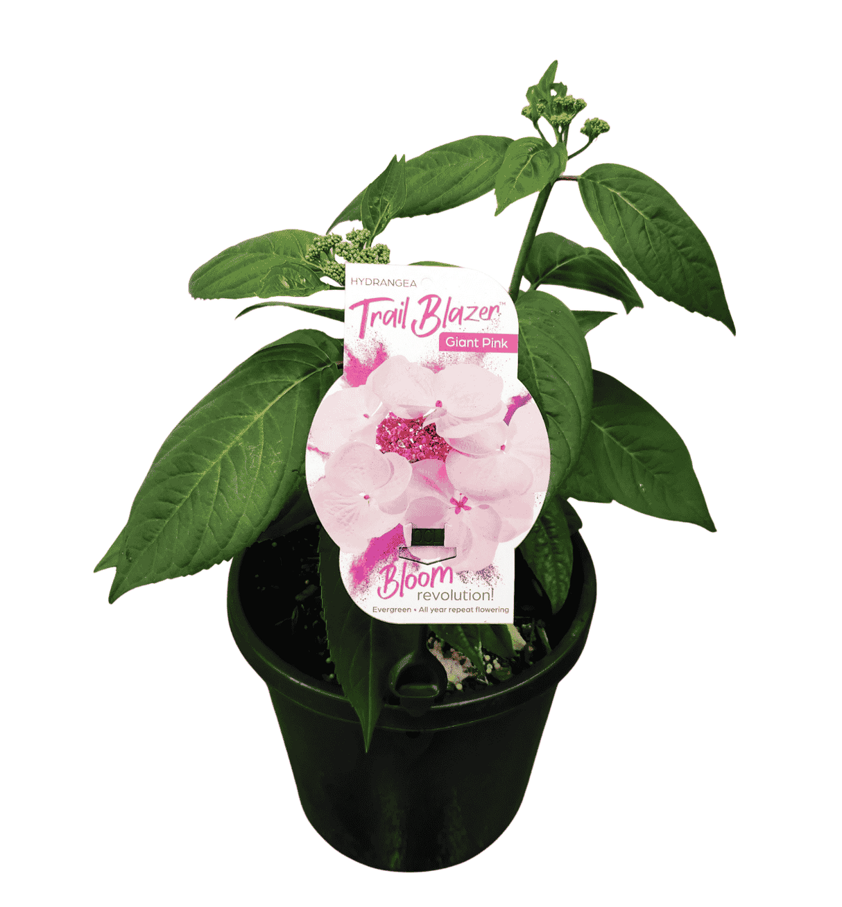 Hydrangea Trail Blazer 20cm