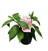 Hydrangea Trail Blazer 20cm