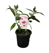 Hydrangea Trail Blazer 20cm