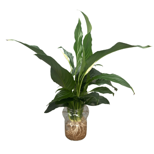 Spathiphyllum Hydroponic