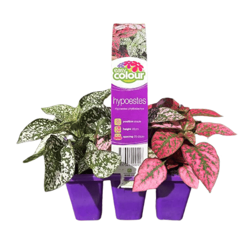 Hypoestes
