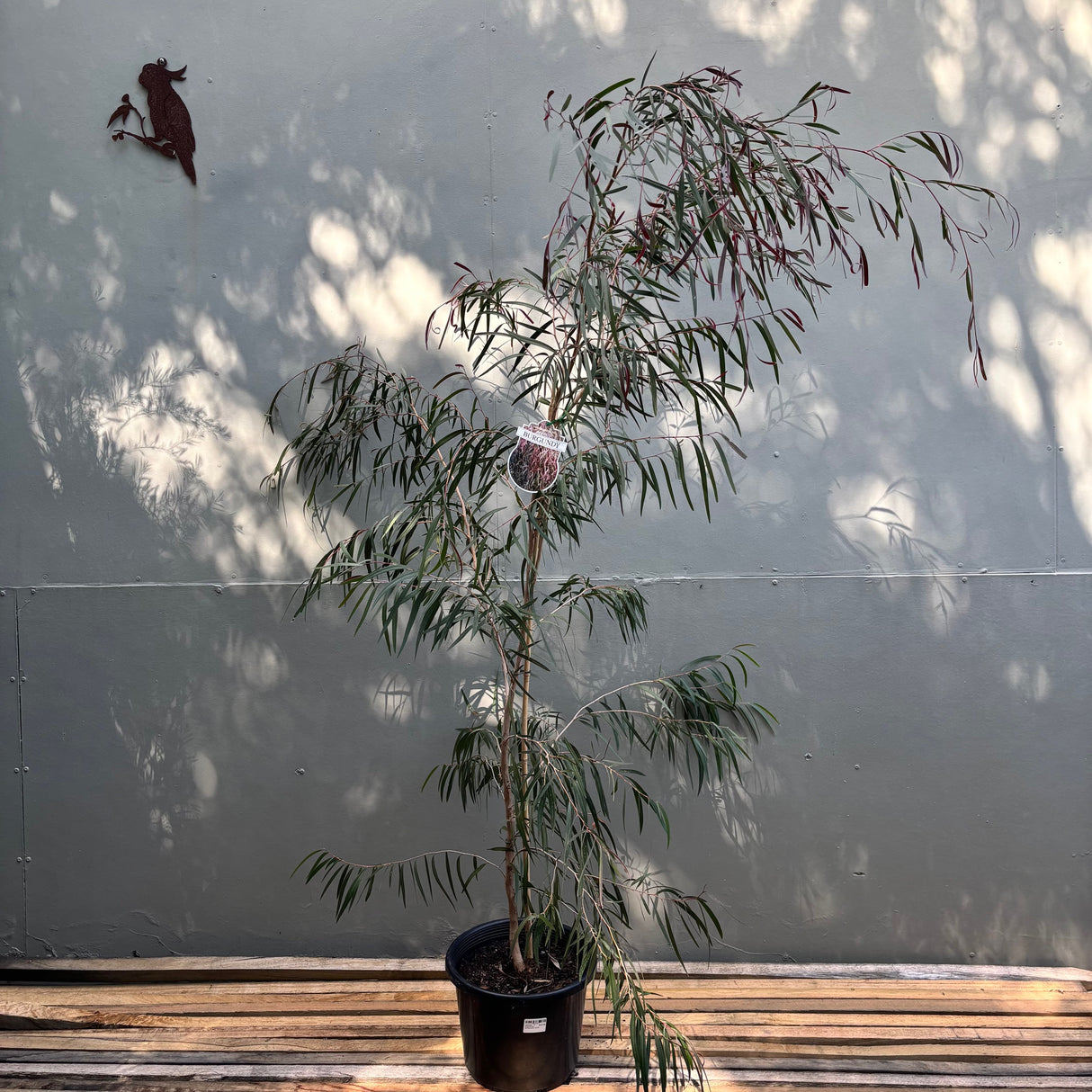 Agonis flexuosa Burgundy 25cm