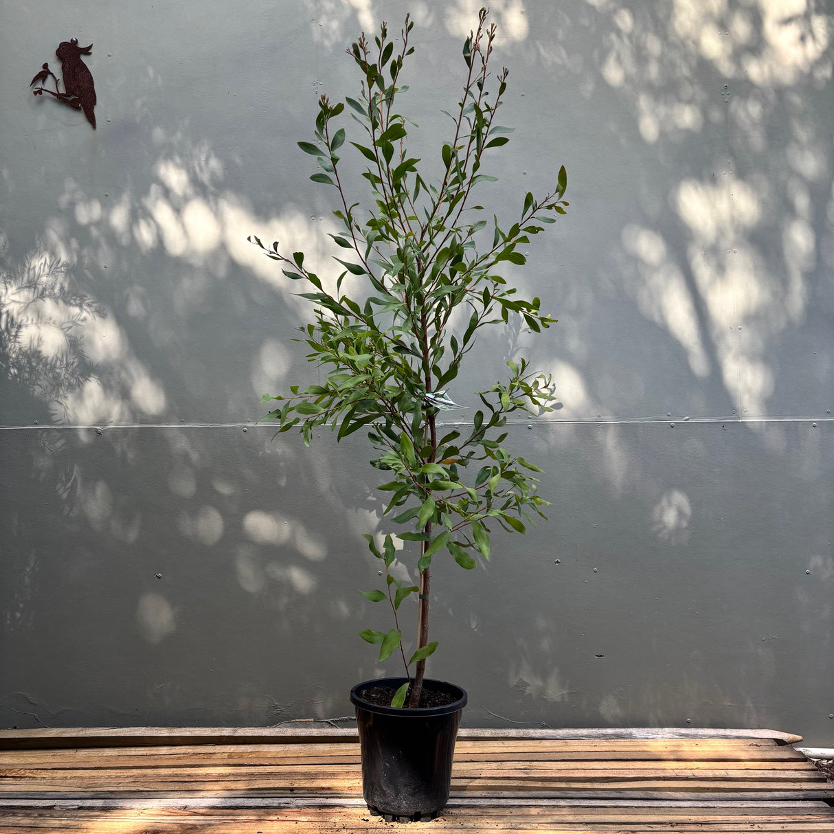 Hakea salicifolia 25cm