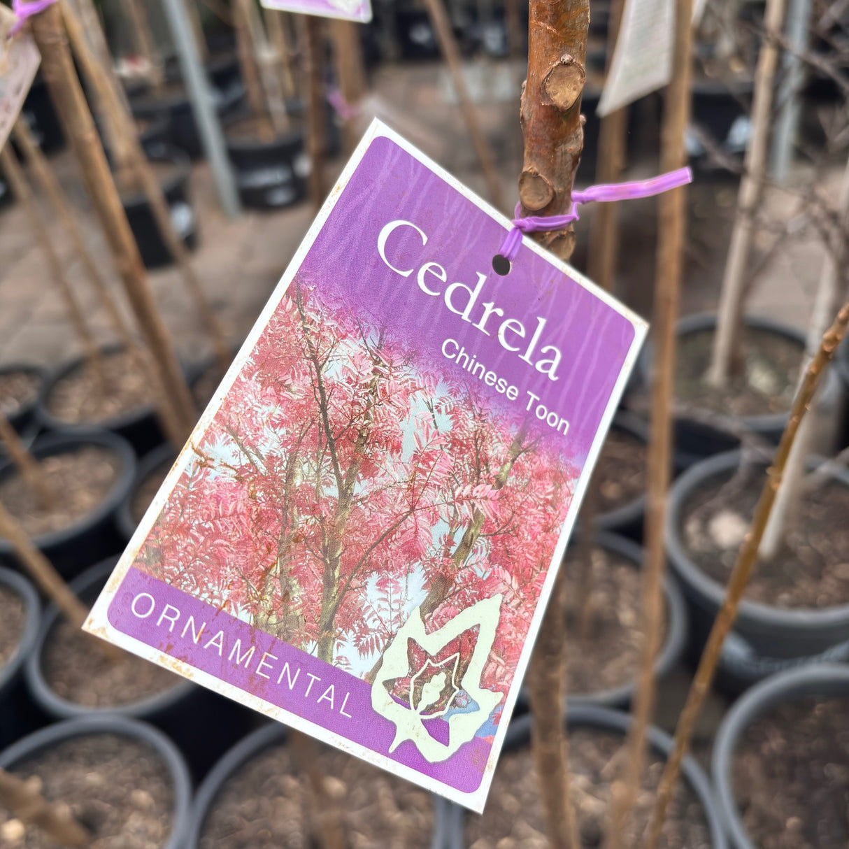 Cedrela sinensis Size 1