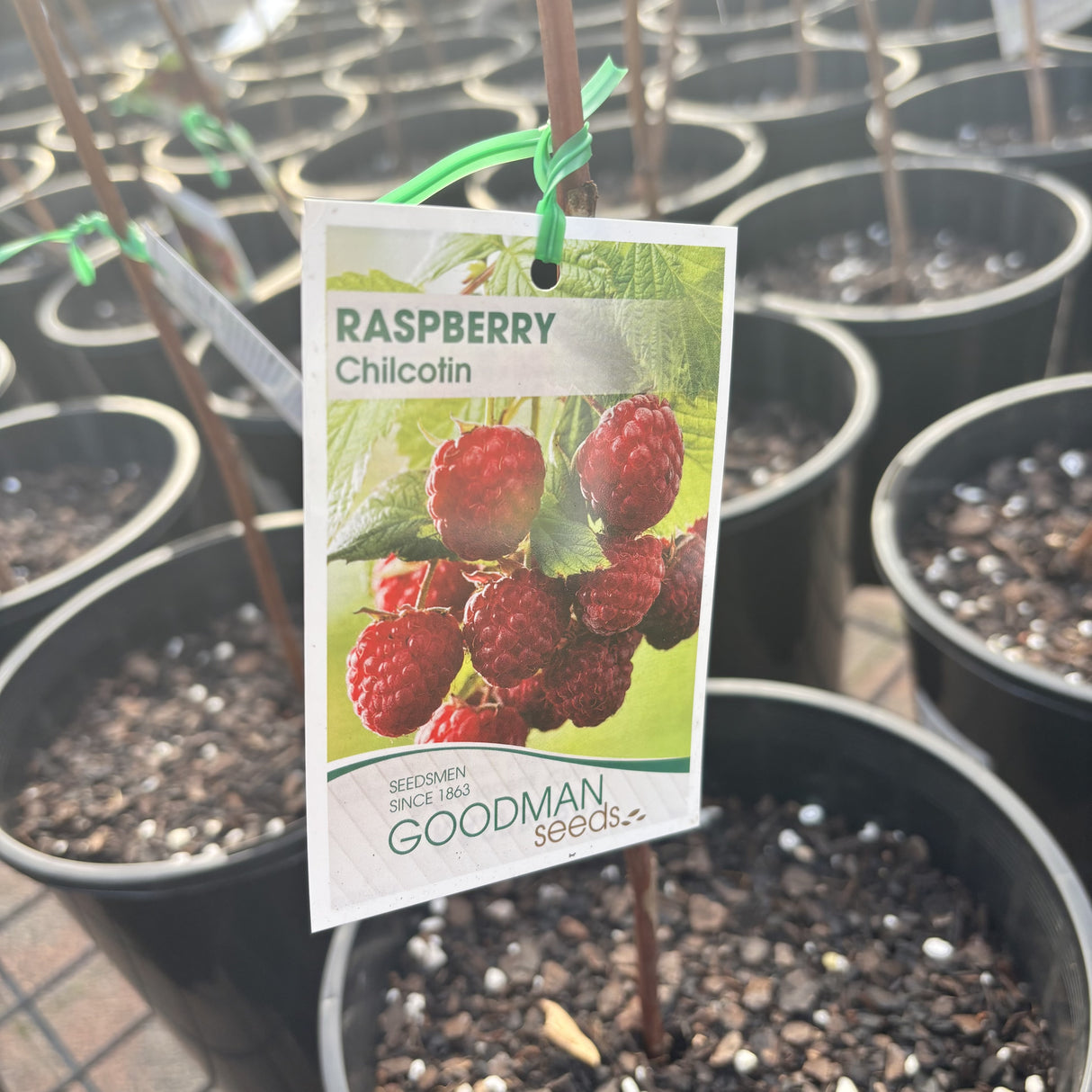 Raspberry Chilcotin Potted