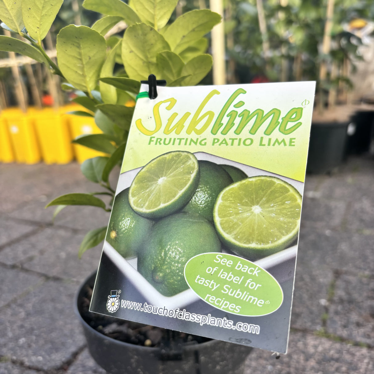 Lime 'Sublime' 18cm