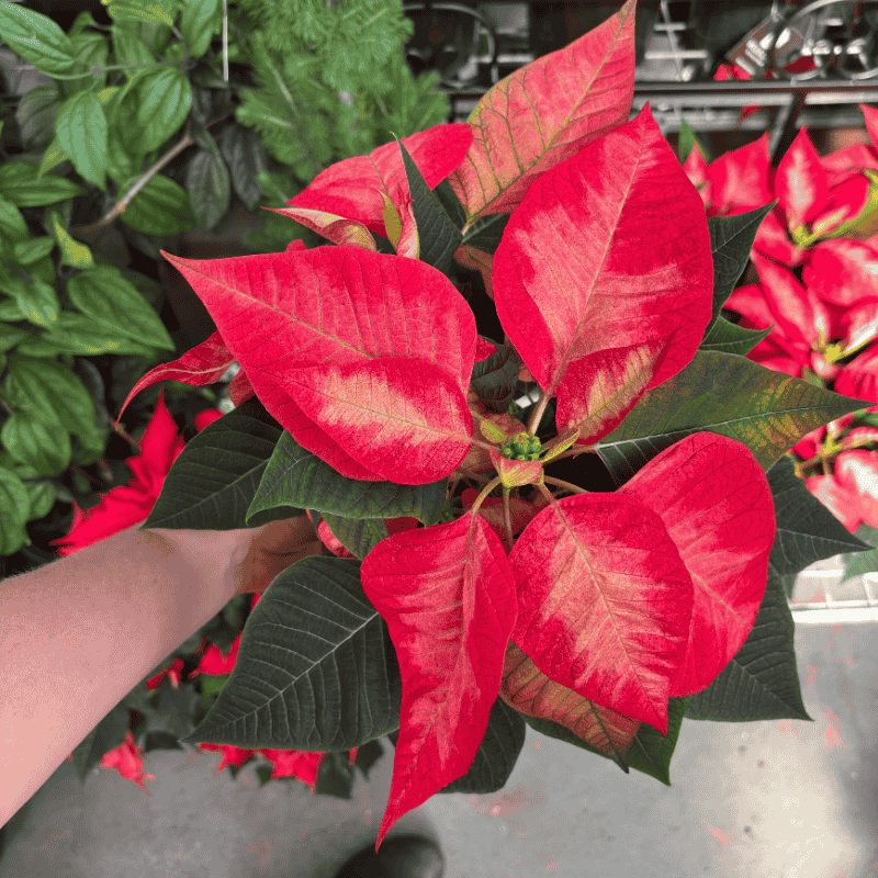 Poinsettia Ice Crystal 15cm