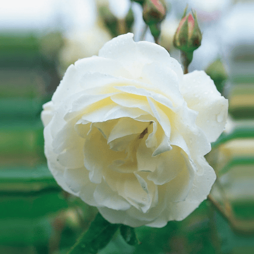 Rose Iceberg 2ft Standard 25cm_