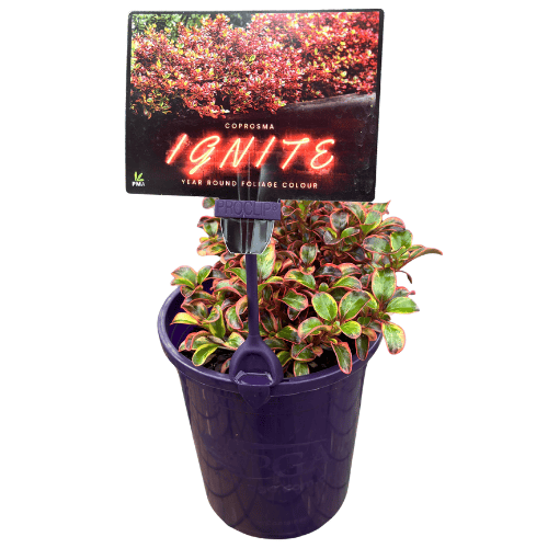Coprosma 'Ignite' 14cm