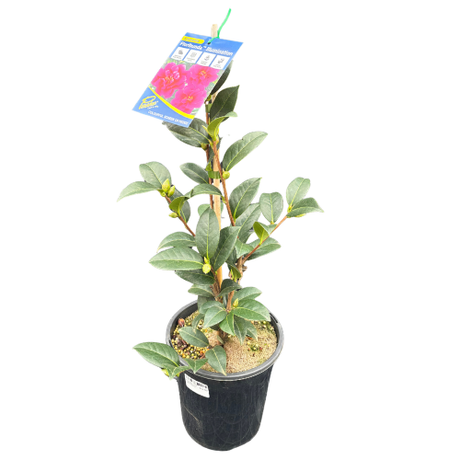 Camellia 18cm