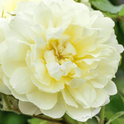 Rose Imogen Bush 20cm