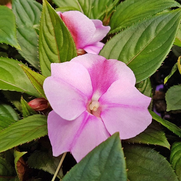 Impatiens New Guinea Lavender