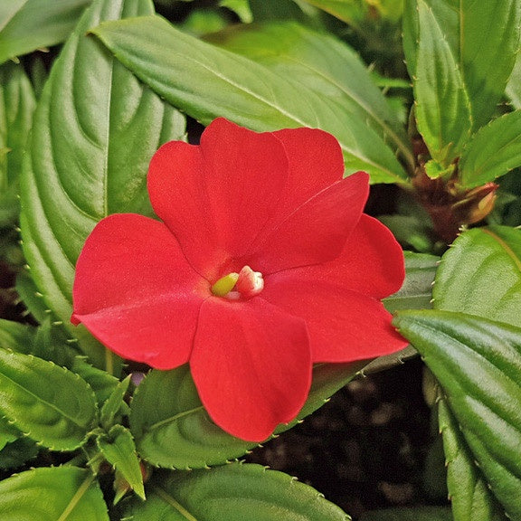 Impatiens New Guinea Red